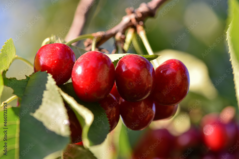 The cherry trees in the orchard are covered with large red, fresh cherries The cherry trees in the orchard are covered with large red, fresh cherries