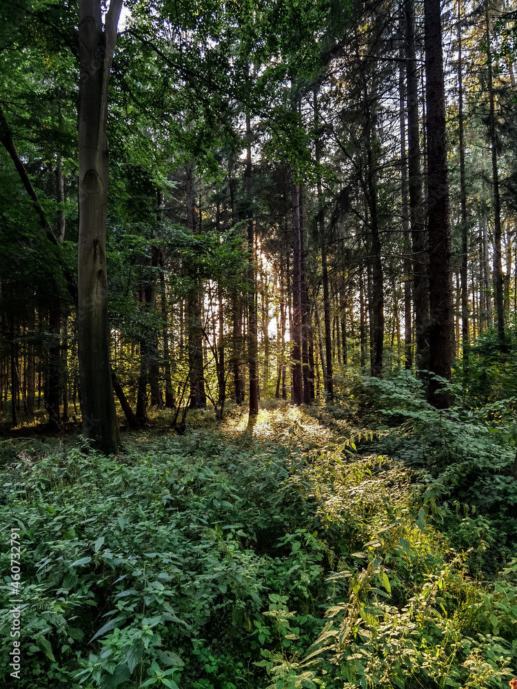 Fototapeta premium path in the woods