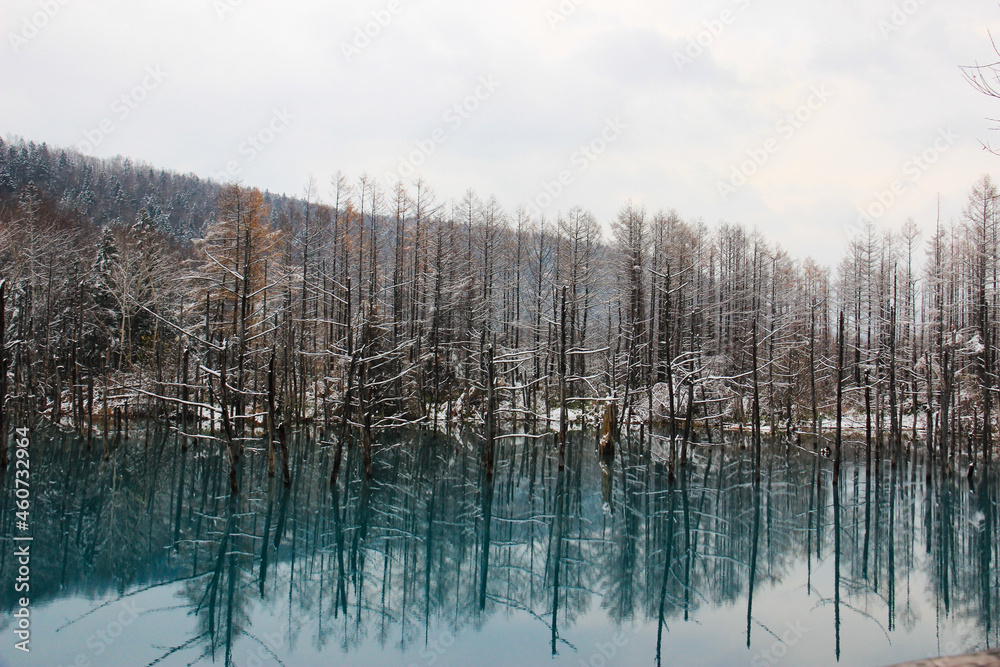 雪が積もった初冬の青い池　美瑛町