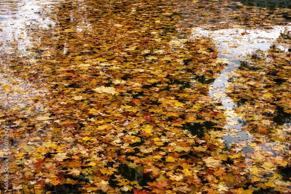 Autumn color. Leaves. Cesis. Latvia. Autumn color. Leaves. Cesis. Latvia.