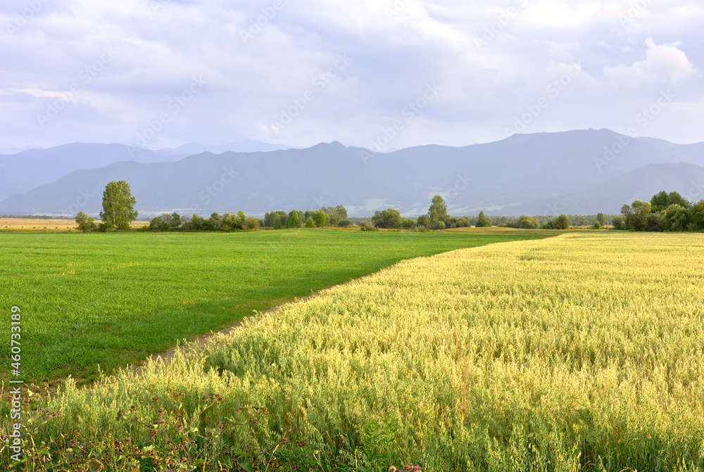 A rural field in the Altai mountains