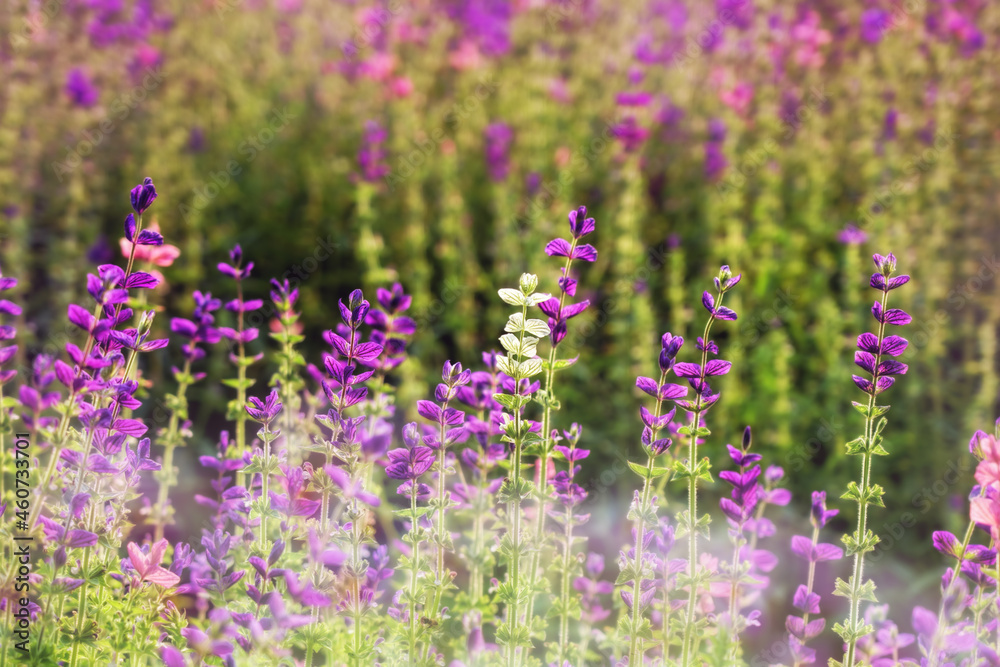 Obraz premium Blooming colorful sunlit meadow in back light 