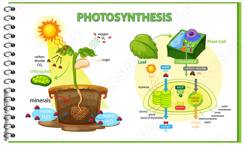 Diagram showing process of photosynthesis in plant