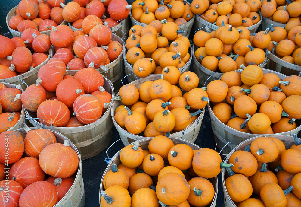 colorful pumpkins in baskets at farm in autumn harvest season
