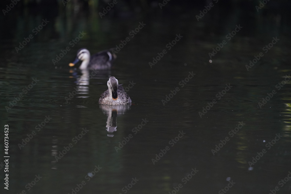 eastern spot billed duck in the pond eastern spot billed duck in the pond