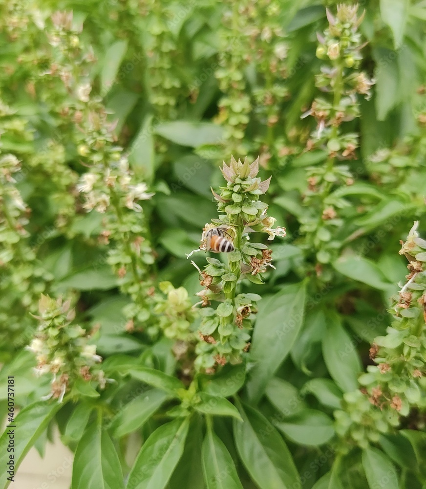 Honey Bee Drinking the juice of Basil flowers Honey Bee Drinking the juice of Basil flowers