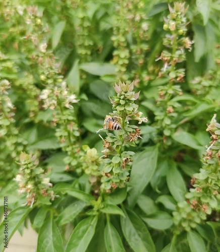Honey Bee Drinking the juice of Basil flowers