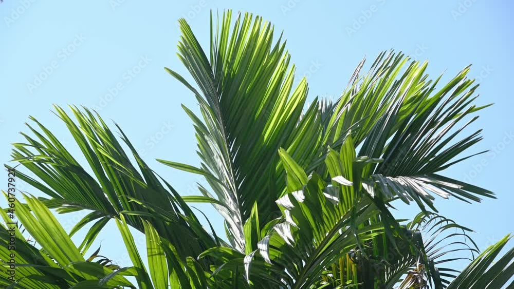 Background of tropical palm tree leaves swaying in the breeze with patterns forming from their shape and the way sunlight and shadow is falling on the leaves.
Background of tropical palm tree leaves swaying in the breeze with patterns forming from their shape and the way sunlight and shadow is falling on the leaves.