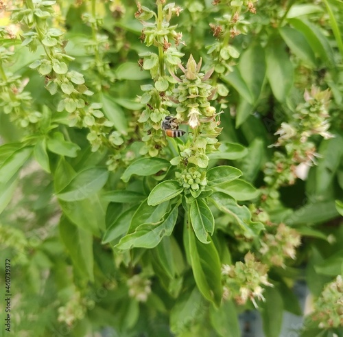 Honey Bee Drinking the juice of Basil flowers and making Honey