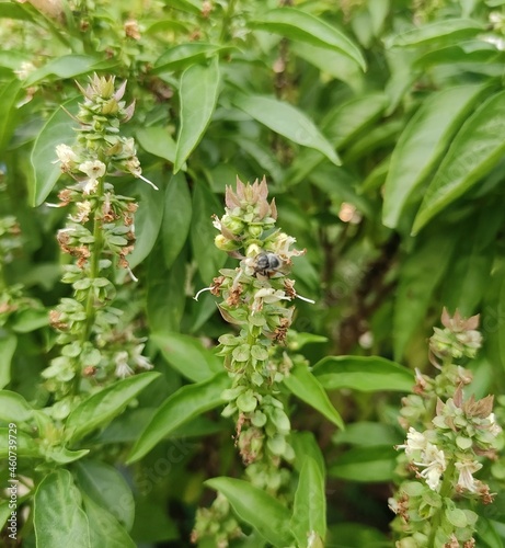 Honey Bee Drinking the juice of Basil flowers and making Honey