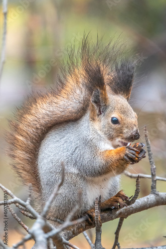 The squirrel sits on a branches in the winter or autumn