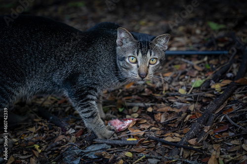 Photography Cat eating fish head parts wild cat.