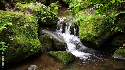 moss forest water nature valley