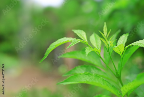 Green nature tree leaves on blurred background in the morning light. Fresh natural background.