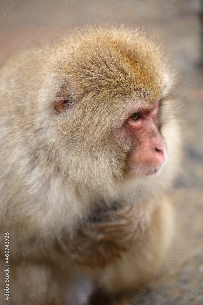 snow monkey snow monkey