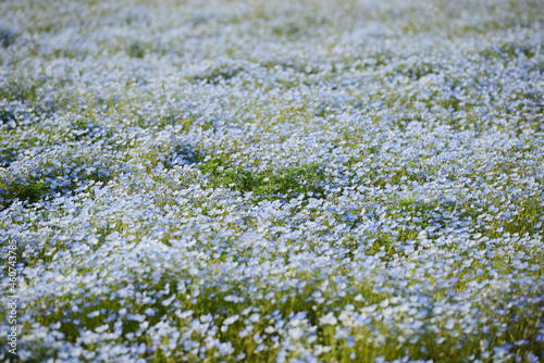 nemophila bloom