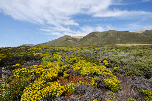 big sur flower