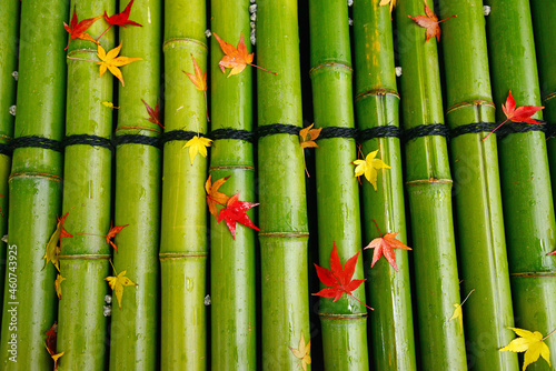 Fototapeta Naklejka Na Ścianę i Meble -  maple on bamboo row