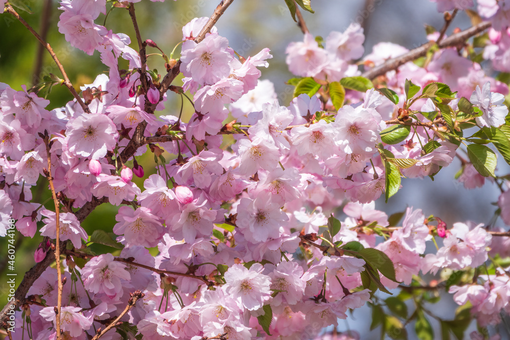 Lush blooming pink sakura blossoms. Spring Background image Lush blooming pink sakura blossoms. Spring Background image