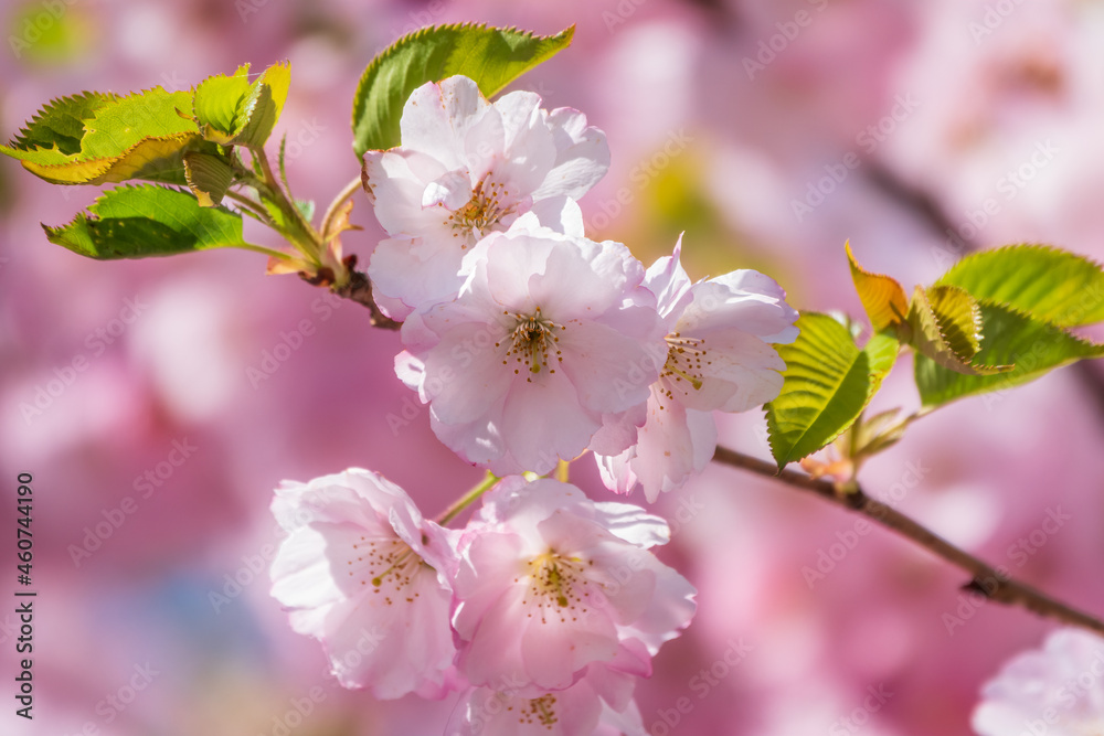 Lush blooming pink sakura blossoms. Spring Background image Lush blooming pink sakura blossoms. Spring Background image
