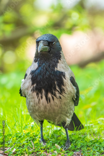 Black crow walks on green lawn. Raven on grass. Wild bird on meadow.
