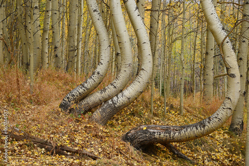 Tableau sur toile aspen tree