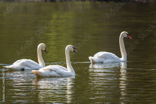 Graceful white Swans swimming in the lake  swans in the wild