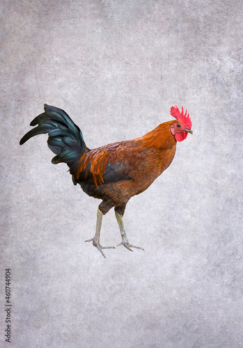 Colorful rooster on grunge background.