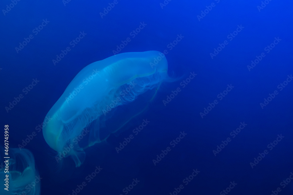 Fototapeta premium 写真素材: ゆらゆら漂うクラゲ