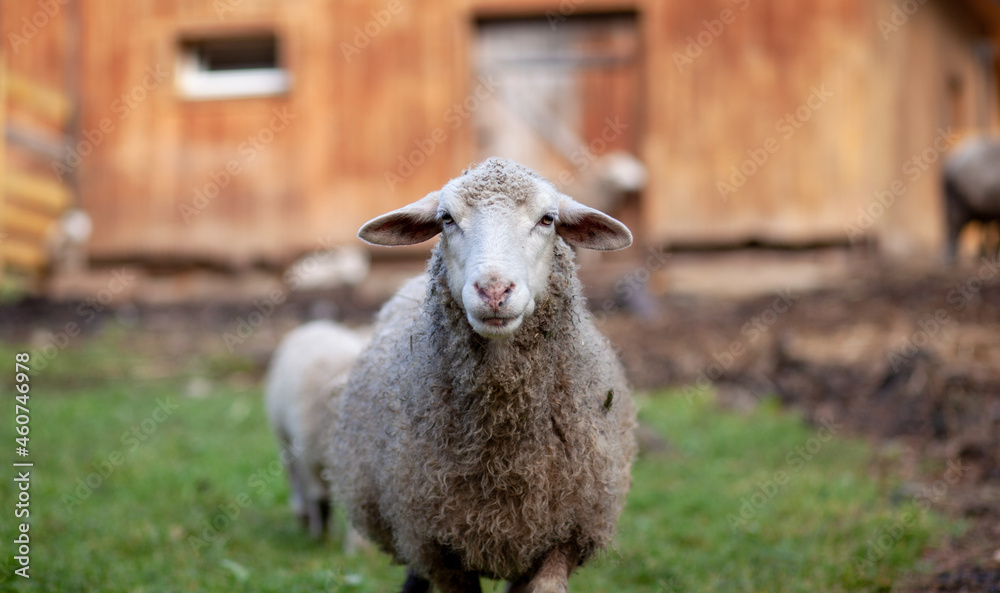 Obraz premium White curly sheep behind a wooden paddock in the countryside. Sheep and lambs graze on the green grass. Sheep breeding. Housekeeping.