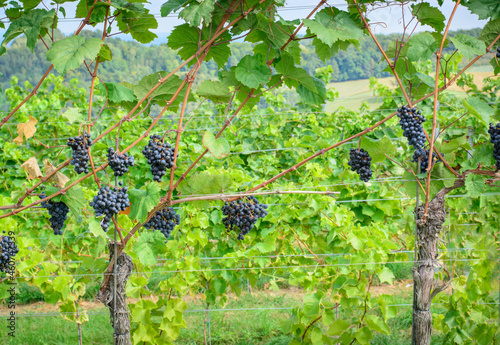 Vineyard in autumn with dark blue grapes