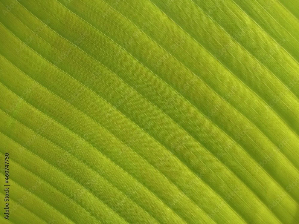 Top veiw, Abstract blurred background of banana leaf green colour for design or stock photo, Greenery plants, Tropical leave, Striped Top veiw, Abstract blurred background of banana leaf green colour for design or stock photo, Greenery plants, Tropical leave, Striped