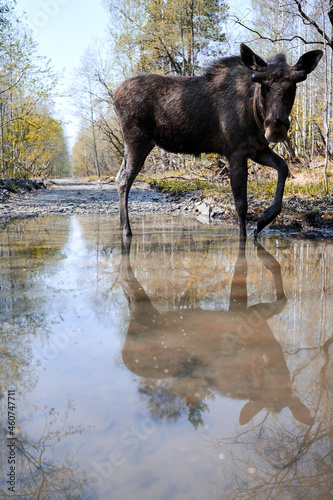 Wild elk in the forest