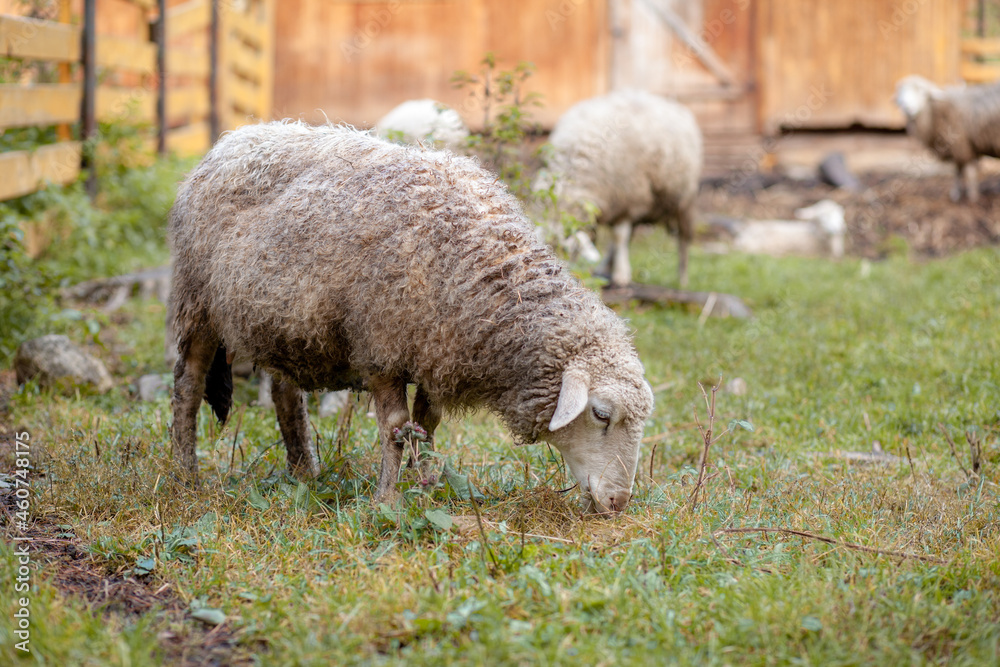 White curly sheep behind a wooden paddock in the countryside. Sheep and lambs graze on the green grass. Sheep breeding. Housekeeping. White curly sheep behind a wooden paddock in the countryside. Sheep and lambs graze on the green grass. Sheep breeding. Housekeeping.