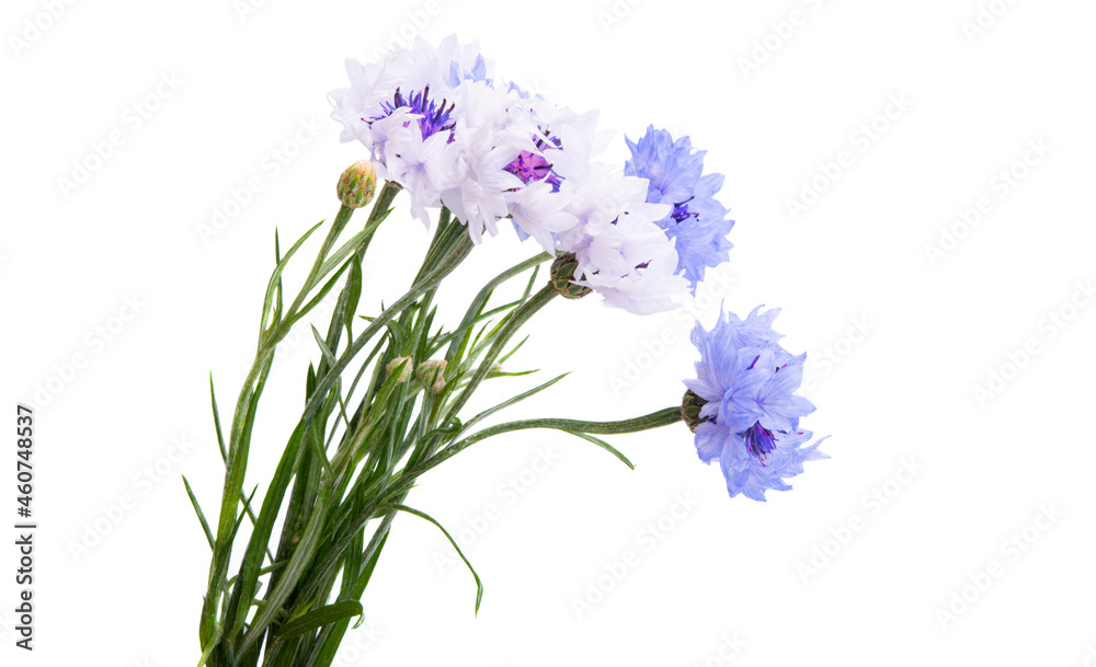 Obraz premium bouquet of cornflowers isolated
