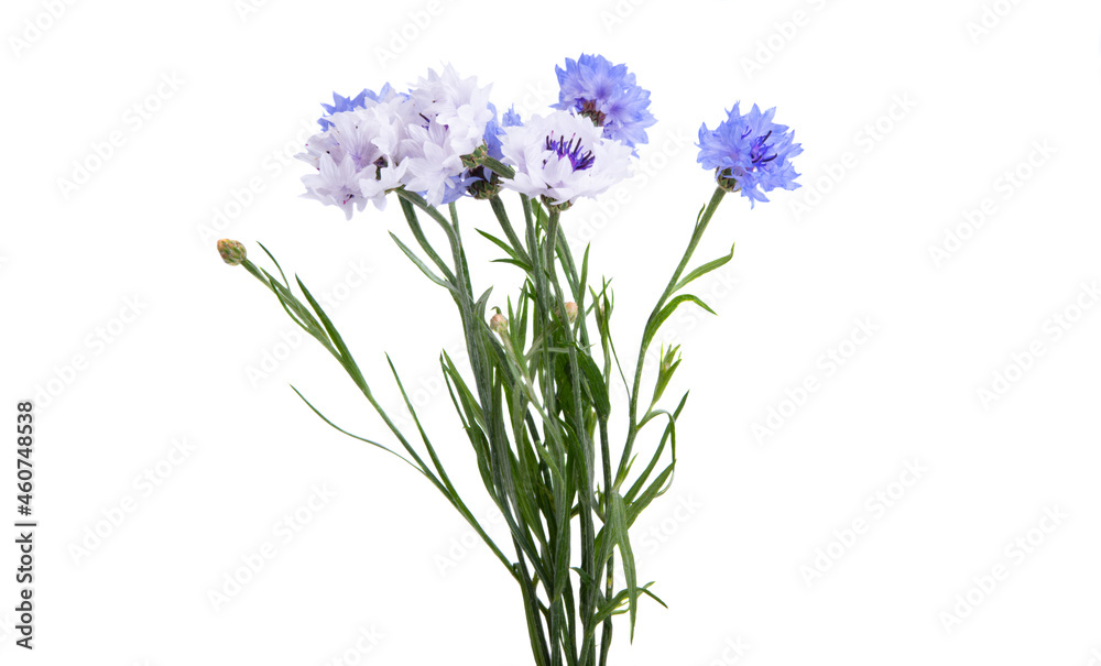 Fototapeta premium bouquet of cornflowers isolated