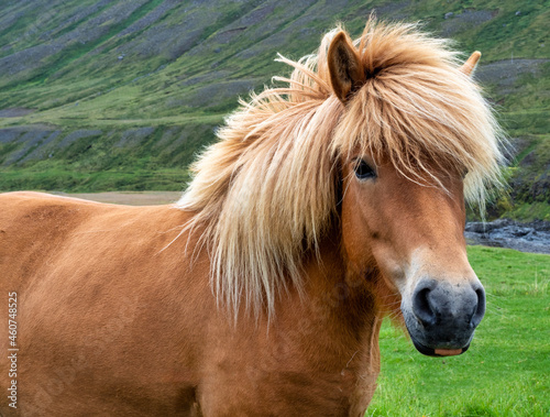 Close up of the far e of an Icelandic horse