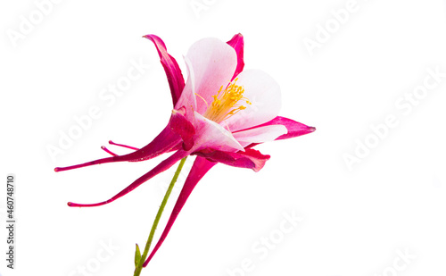 aquilegia flower isolated