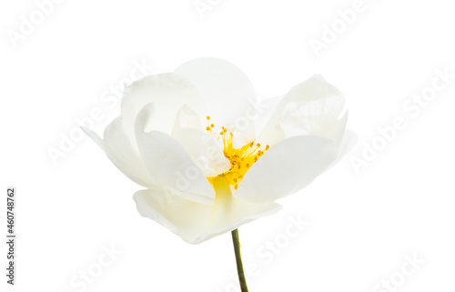 Fototapeta Naklejka Na Ścianę i Meble -  white rose isolated