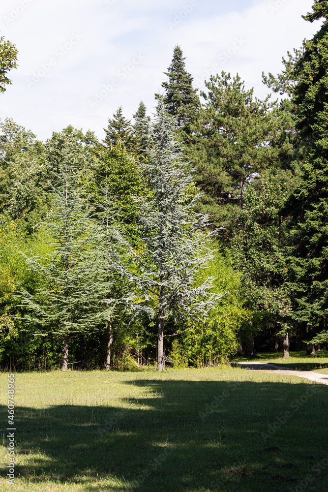 Different trees in a park