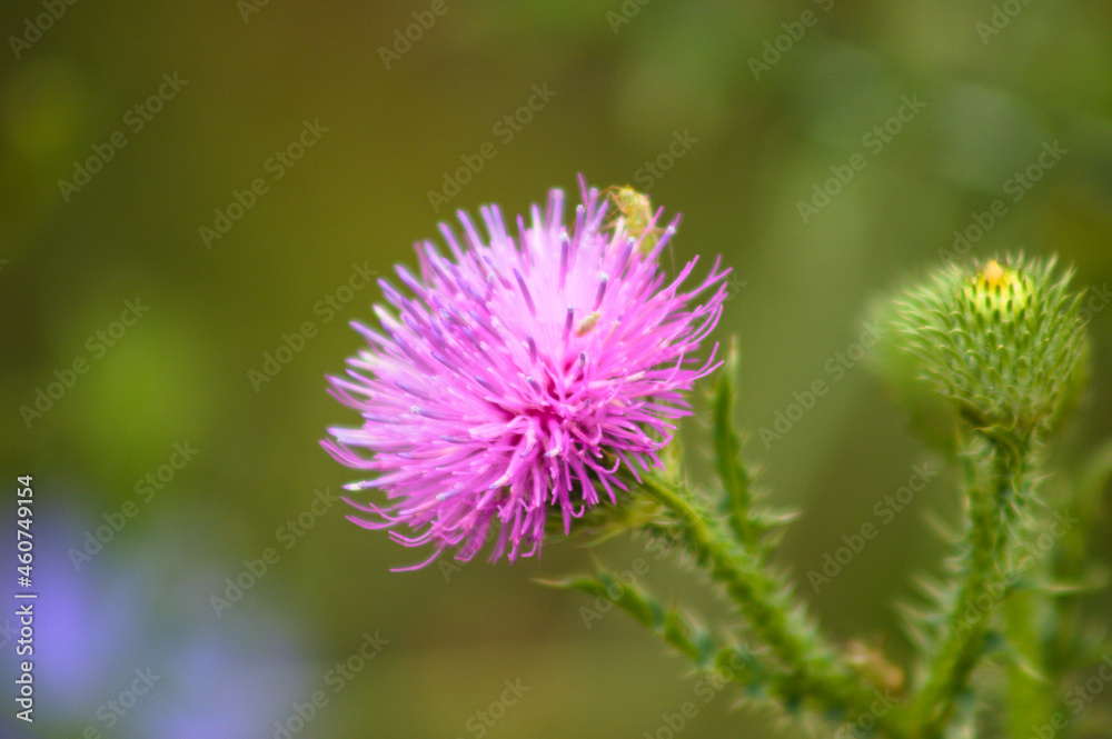 Awesome spiny plumeless thistle in bloom closeup view with blurry background Awesome spiny plumeless thistle in bloom closeup view with blurry background
