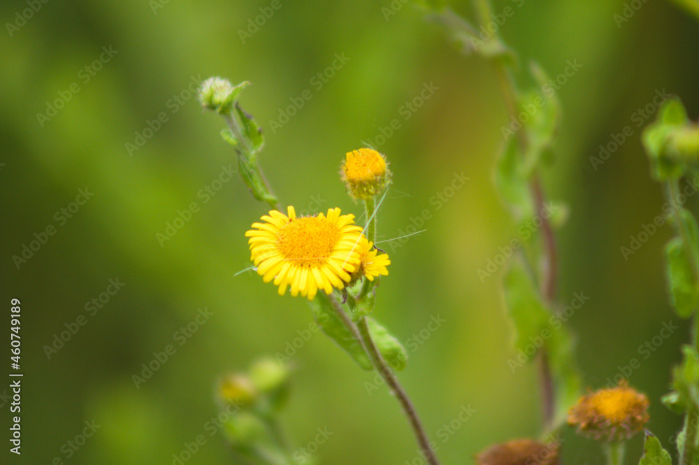 Awesome common fleabane flowers in bloom closeup view with blurred background Awesome common fleabane flowers in bloom closeup view with blurred background
