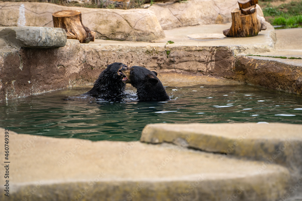 Fototapeta premium Two black bears playing in the pool, San Francisco Zoo
