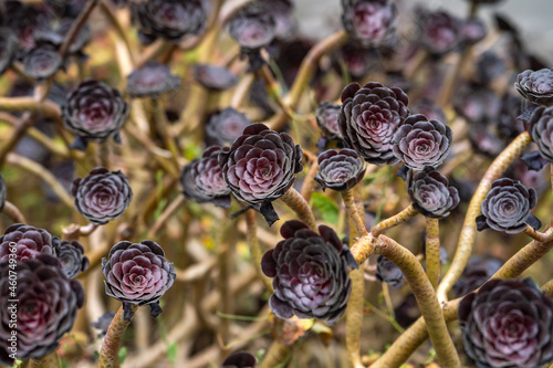 Black Rose Tree (Aeonium arboreum)  photo