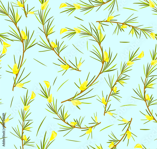 Rooibos herb with flowers and leaves seamless pattern. Rooibos tea. Vector cartoon background photo