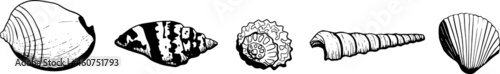 Seashells vector set. Hand drawn black and white illustrations of shell and sink.