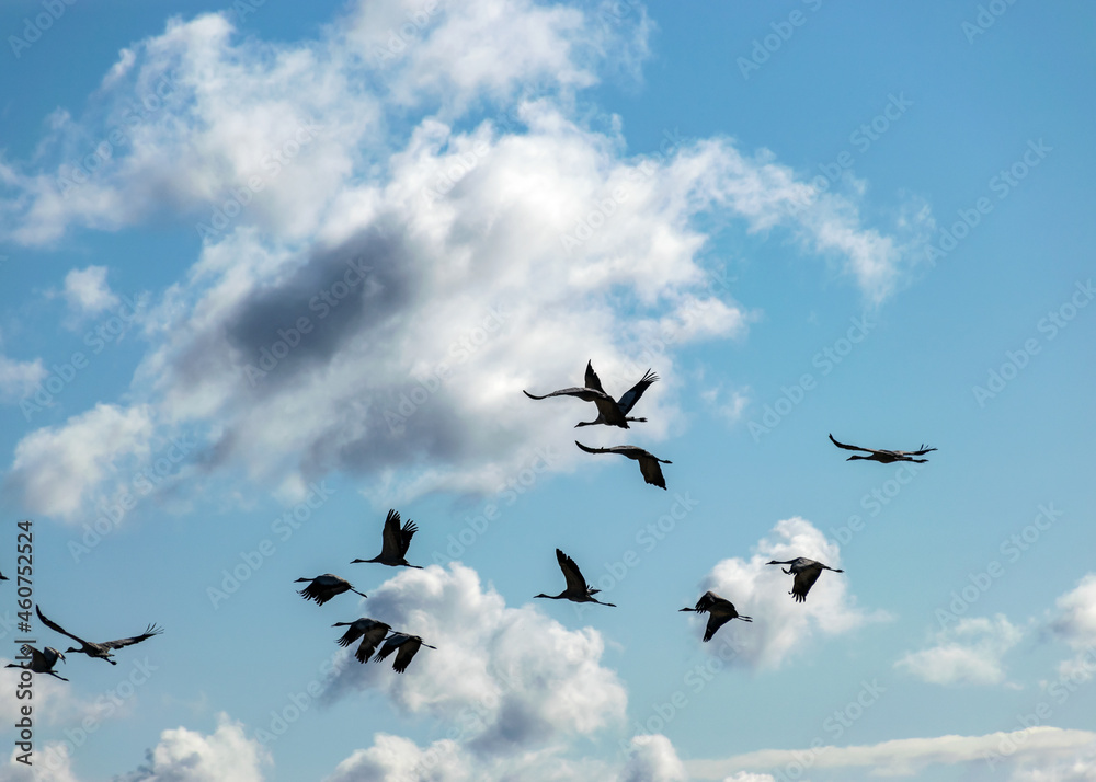 bird silhouettes against the sky, flying cranes, bird migration in spring and autumn