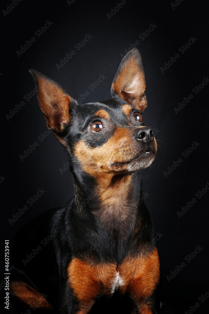 portrait of miniature pinscher on black background 
