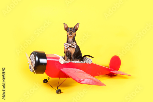 miniature pinscher sitting in a red plane on a yellow background  © eds30129
