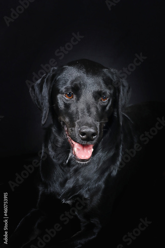 portrait of black retriever labrador  on black background  © eds30129